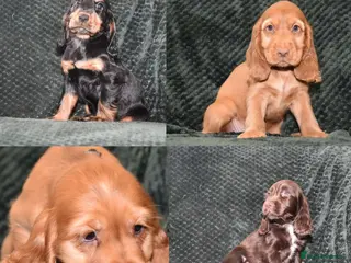 Cocker Spaniel dogs Ready Now Kc Reg Show Type Cocker Spaniel - Advert 1