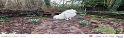 Samoyed dogs for stud: KC Registered Samoyed Male Available for Stud - Advert 13