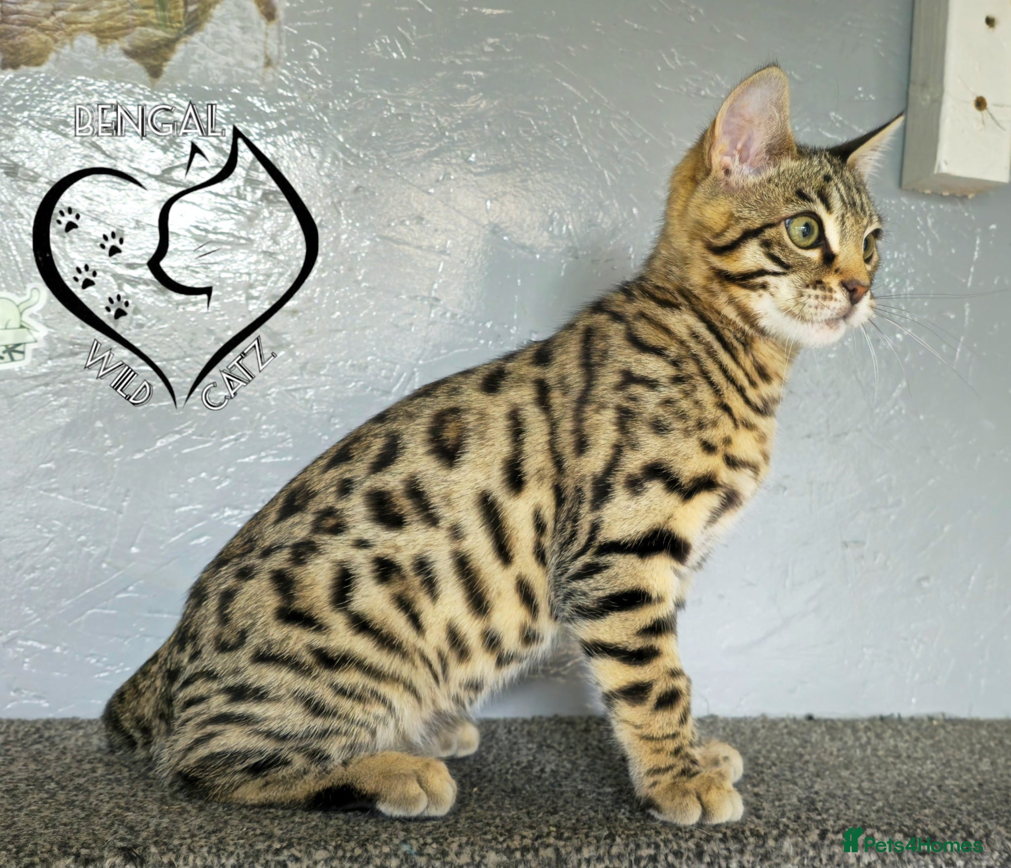 Bengal cats for sale: 4 beautiful bengal boys ready to leave now - Advert 10
