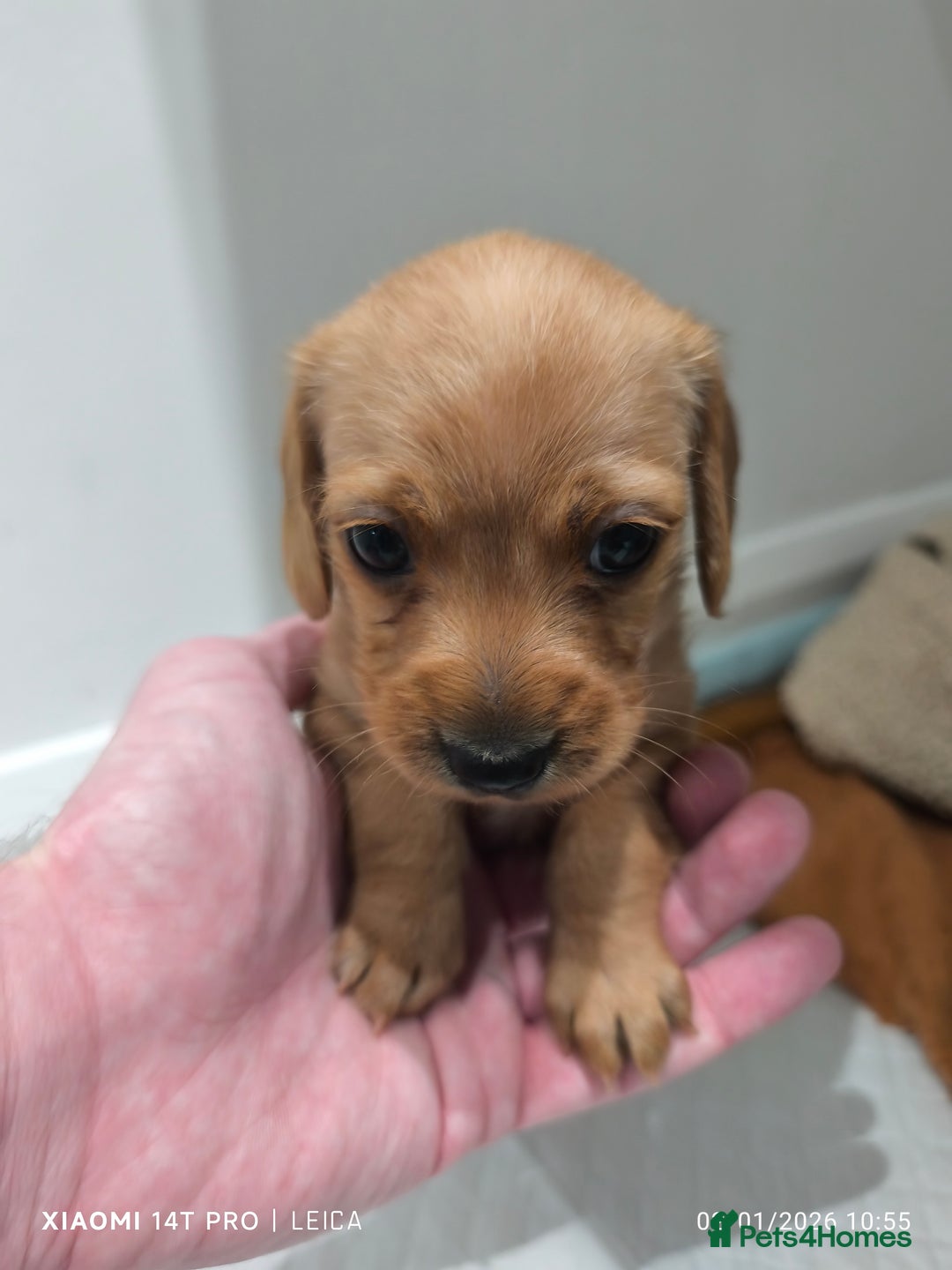 Mixed Breed dogs for sale: Red Miniature Dachshunds x WestiePoo - Advert 2