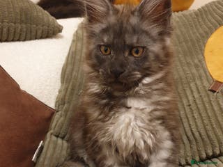 Maine Coon cats Maine coon kittens - Advert 9