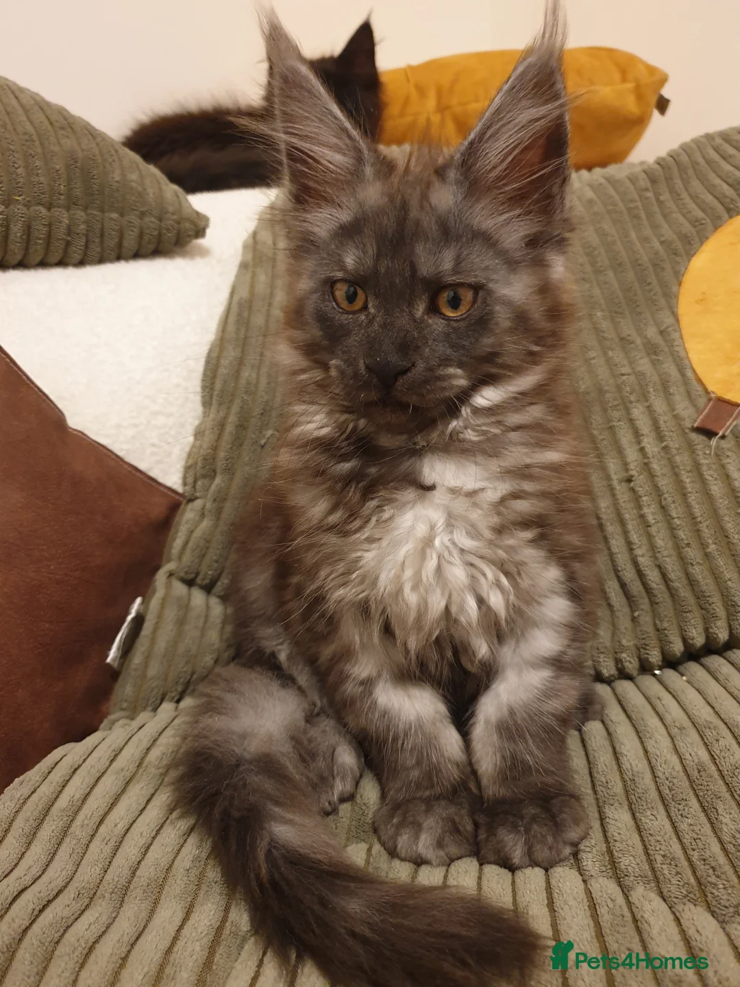 Maine Coon cats for sale: Maine coon kittens  - Advert 1