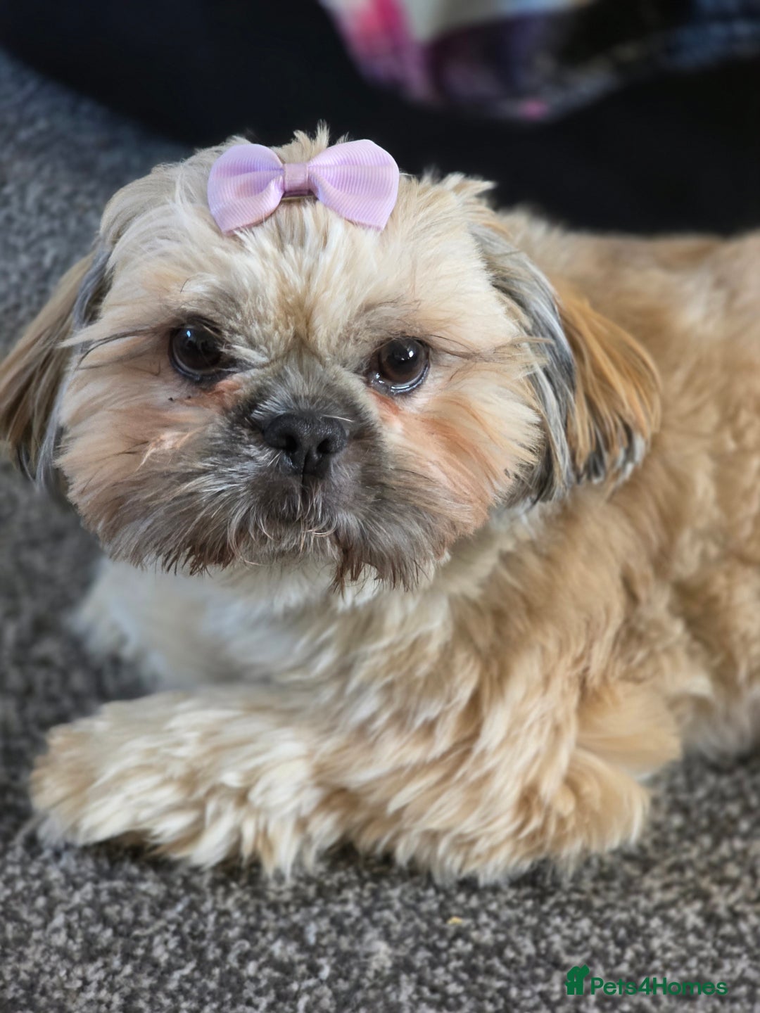 Shih Tzu dogs for sale: Shizu Tzu puppies - Advert 1