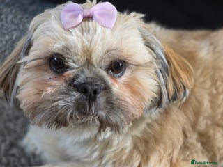 Shih Tzu dogs Shizu Tzu puppies - Advert 1