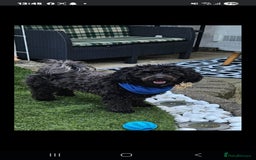 Shihpoo dogs for sale: Shihpoo male - Image 1