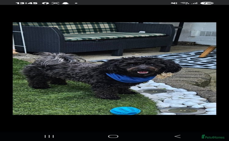 Shihpoo dogs - Advert 1