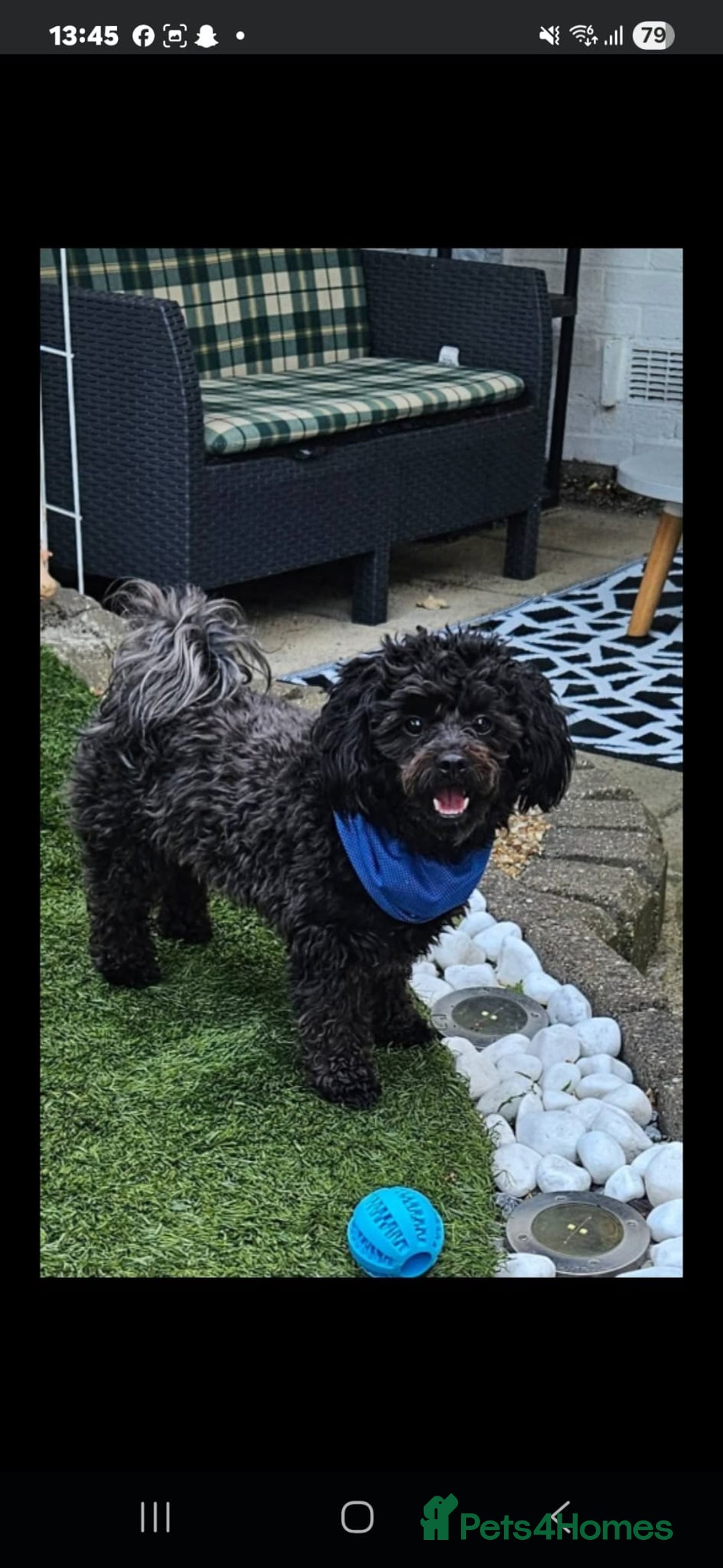 Shihpoo dogs for sale: Shihpoo male - Image 1