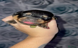 Rottweiler dogs for sale: Rottweiler puppies looking for a forever home - Image 7