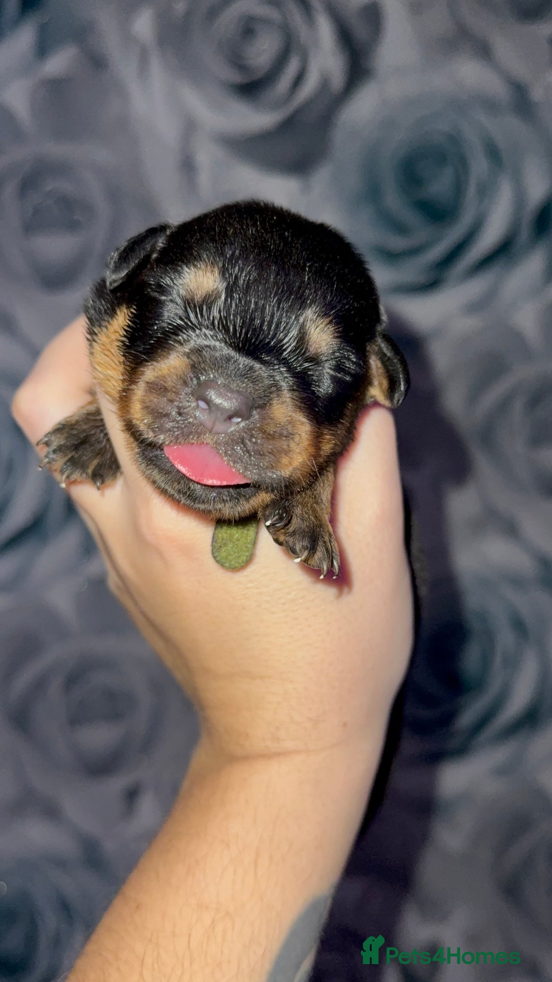 Rottweiler dogs for sale: Rottweiler puppies looking for a forever home - Image 7
