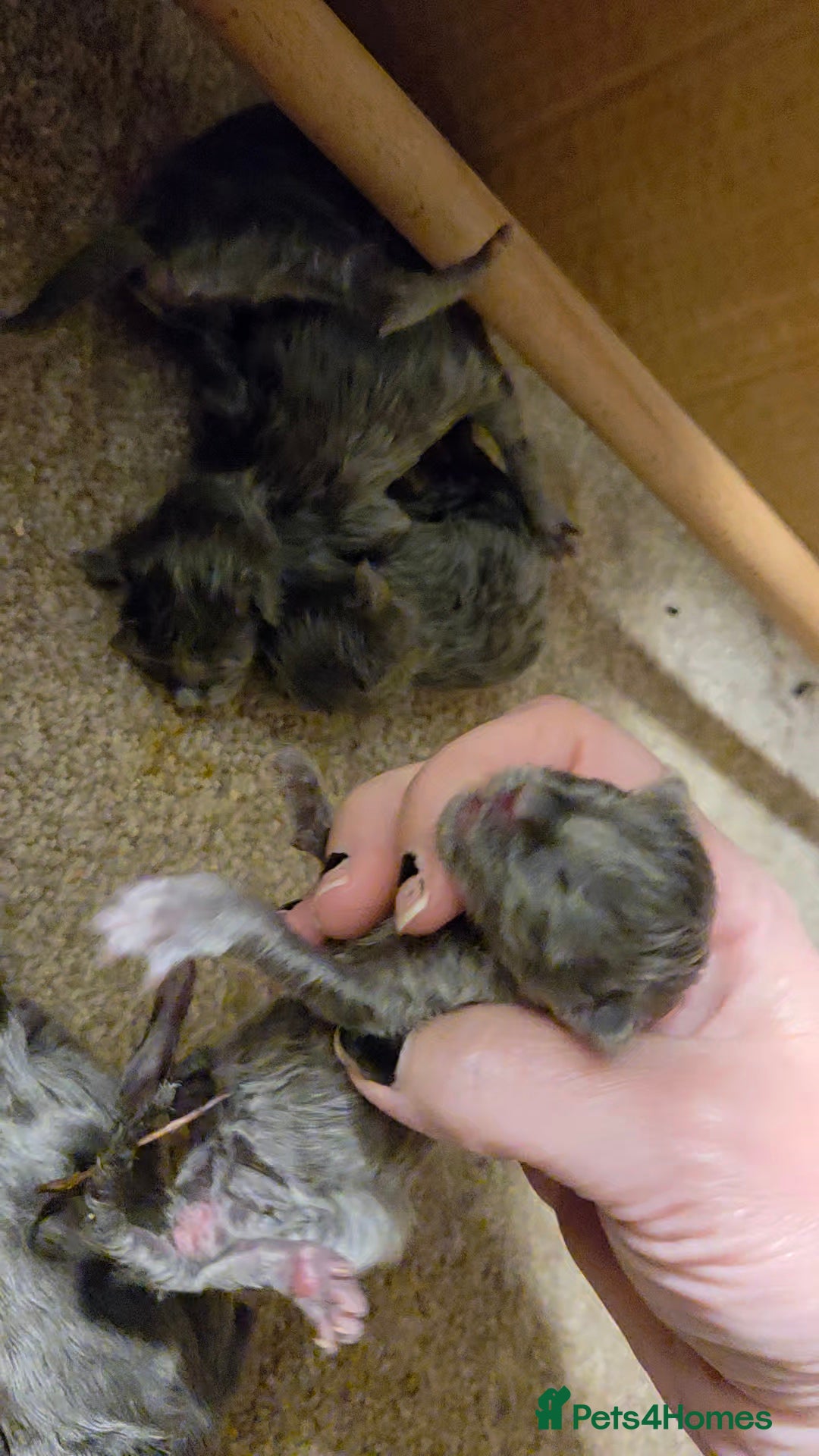 Maine Coon cats for sale: Ready December TICA beautiful Maine Coon Kittens  - Image 24