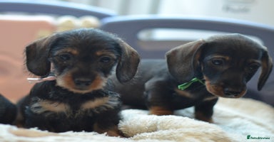 Miniature Dachshund dogs - Advert 13
