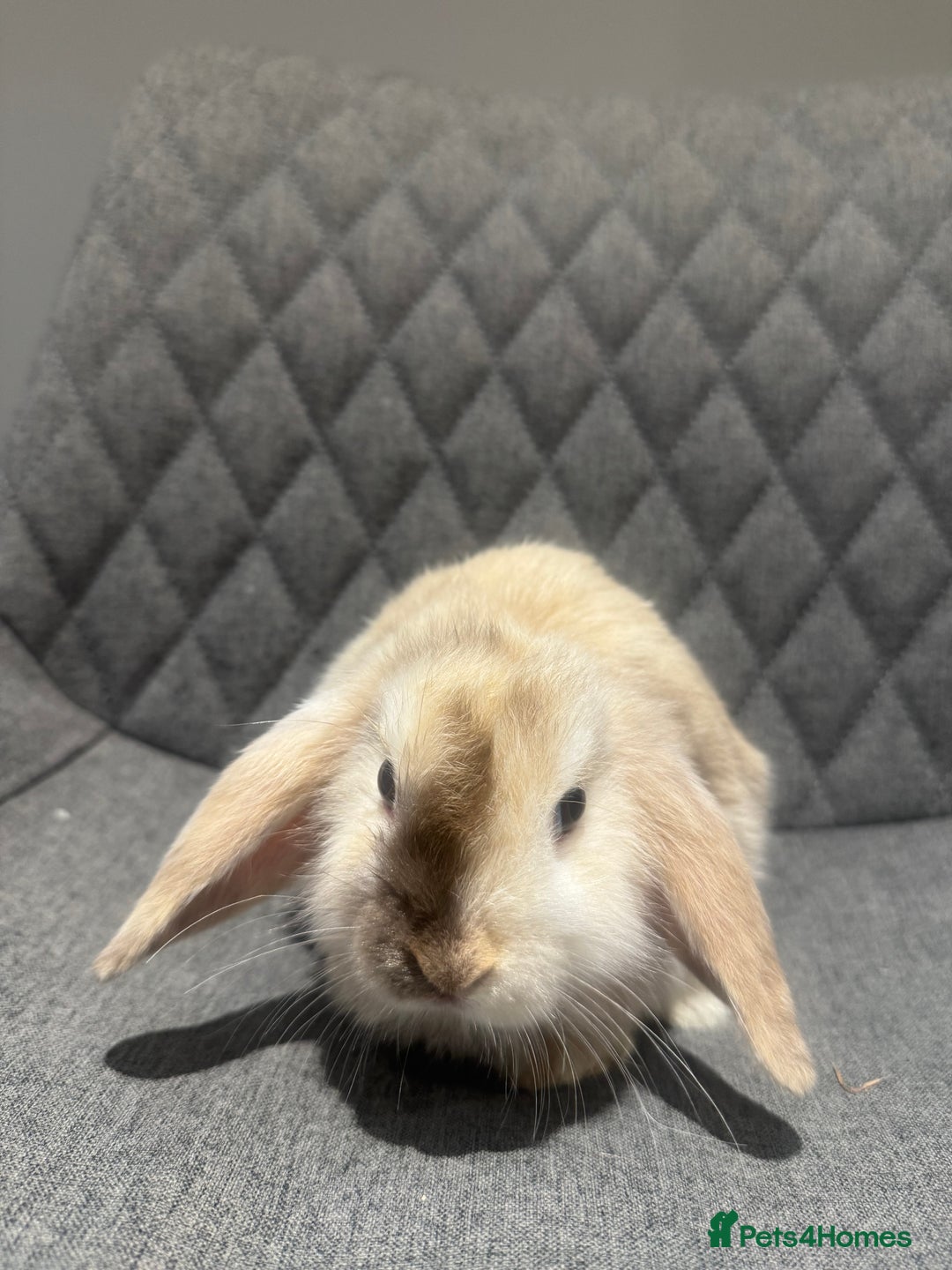 Mini Lop rabbits for sale: Mini Lop Bunnies  - Image 5