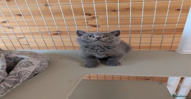 British Shorthair cats - Advert 9