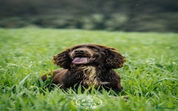 Cocker Spaniel dogs for stud: Champion Bred KC Cocker Spaniel & ALL Health Tests in Cranbrook - Image 2
