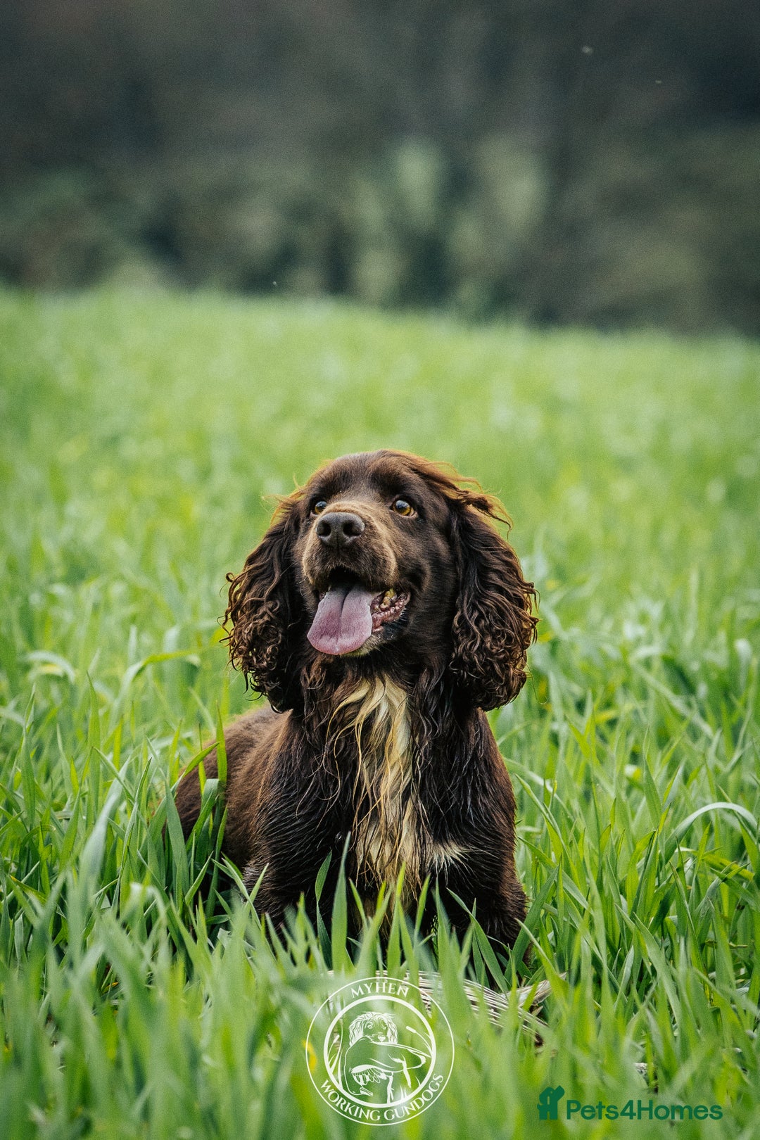 Cocker Spaniel dogs for stud: Champion Bred KC Cocker Spaniel & ALL Health Tests in Cranbrook - Image 2