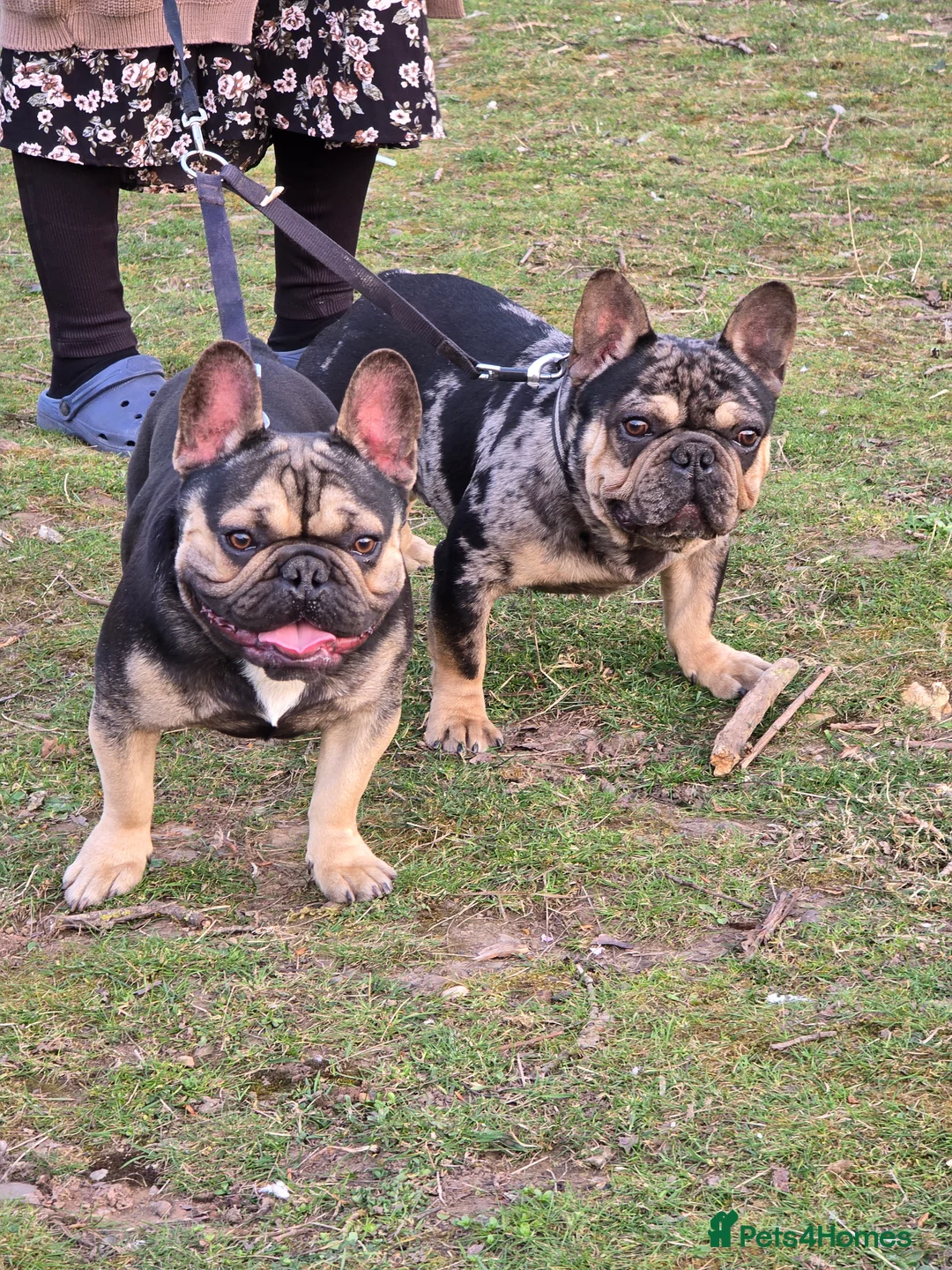 French Bulldog dogs for stud: French bulldog  - Advert 5