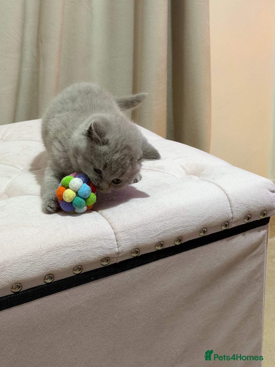 Scottish Fold cats for sale: Scottish Fold/ Straight kitties  - Advert 10