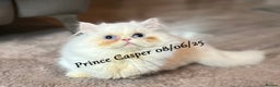 Munchkin cats for sale: Quality & Extremely Rare Persian Napoleon Minuets - Advert 15