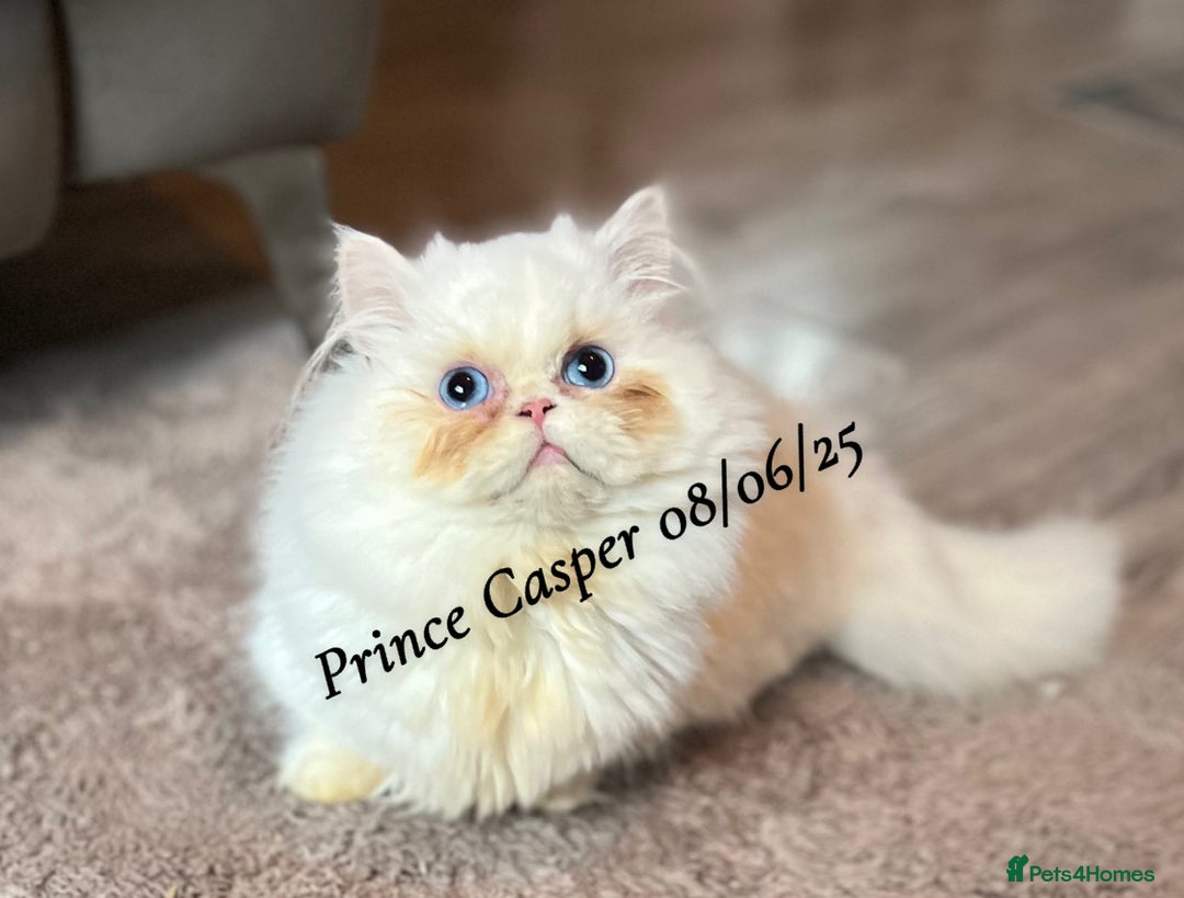 Munchkin cats for sale: Quality & Extremely Rare Persian Napoleon Minuets - Advert 15