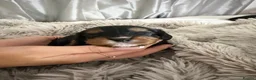 Cavapoo dogs for sale: 🐾 Beautiful Cavapoo Puppies health tested🐾 - Advert 5