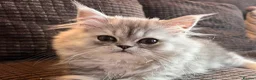 Persian cats for sale: 6 affectionate full Persian kittens ready now - Advert 4