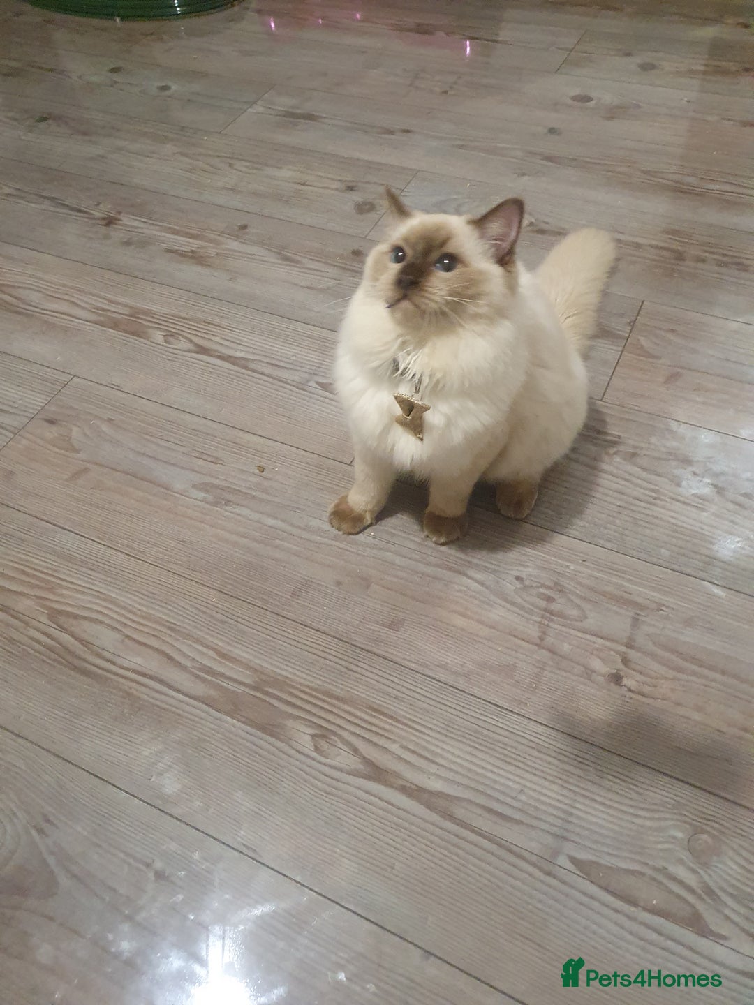 Ragdoll cats for sale: 6.5Months RagdollBoys - Advert 22
