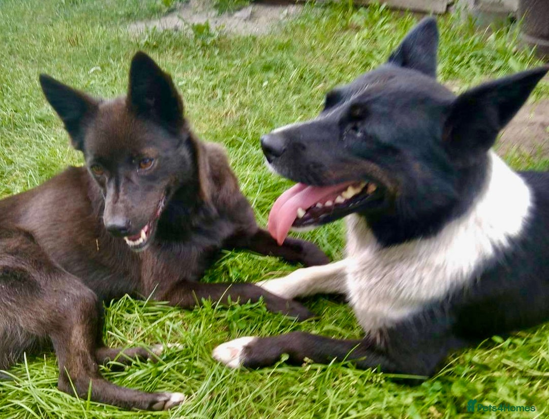 Border Collie dogs for adoption: Marta’s Story: Rescued Minutes Before Death - Image 6