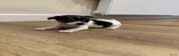 Jack Russell dogs for sale: Girl Jack Russell puppy in Ashington - Advert 6