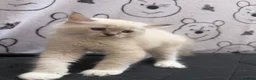 Ragdoll cats for sale: Beautiful Ragdoll Kittens Looking for Forever Home - Advert 8