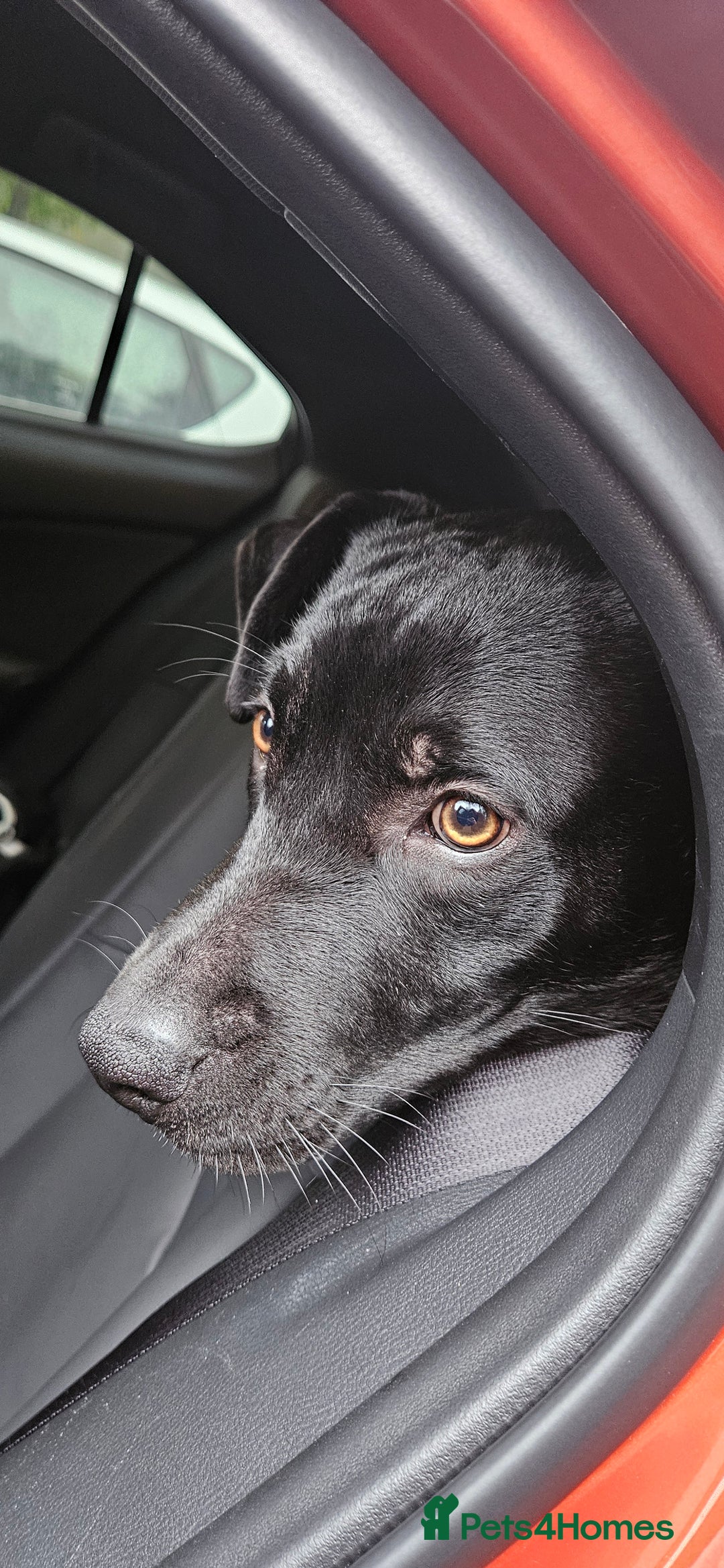 Mixed Breed dogs for sale: Lab-Staffy cross 8 months - Image 1