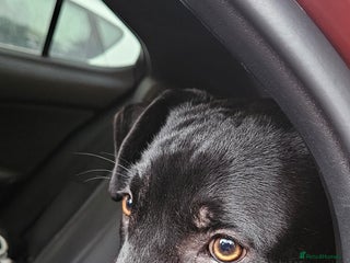 Mixed Breed dogs - Advert 19