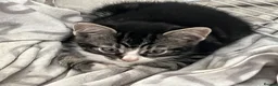 Mixed Breed cats for sale: 4 kittens to sale in Aylesbury - Advert 4