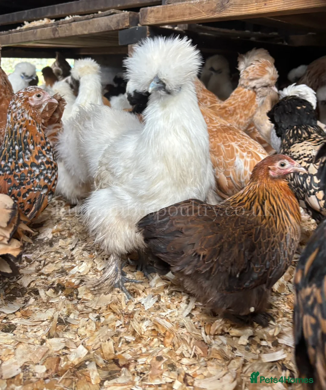 Chickens poultry for sale: Pekin bantams for sale  - Advert 1