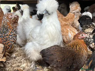 Chickens poultry Pekin bantams for sale - Advert 1