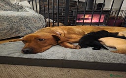 Mixed Breed dogs for sale: Dashador puppies  - Advert 1