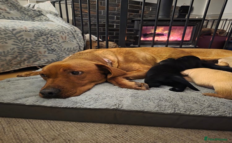 Mixed Breed dogs Dashador puppies  - Advert 8