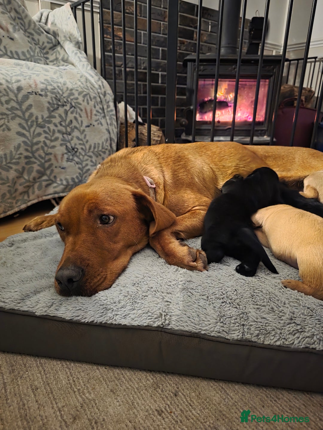 Mixed Breed dogs for sale: Dashador puppies  - Advert 1