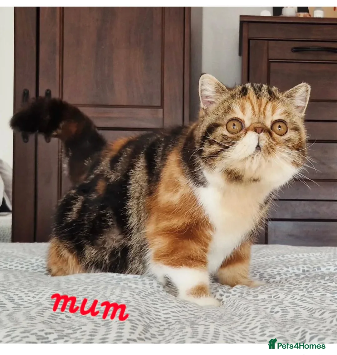 Exotic cats for sale: Exotic Persian kittens  in Wokingham - Advert 2