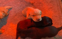 Labrador Retriever dogs for sale: Working Lab pups from 5⭐️ licensed breeders - Image 3