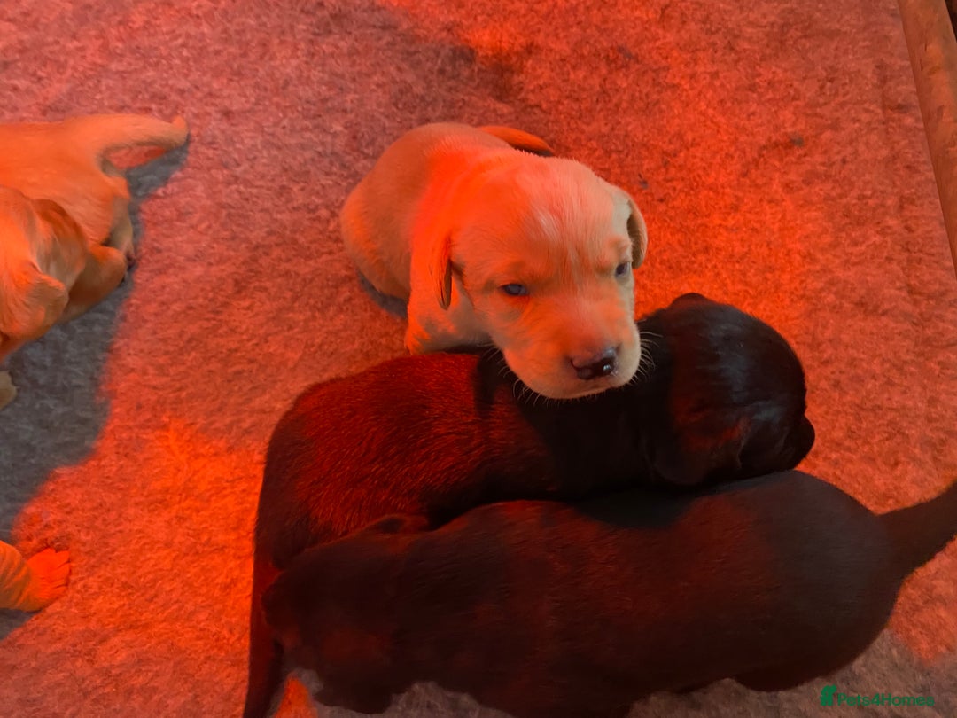 Labrador Retriever dogs for sale: Working Lab pups from 5⭐️ licensed breeders - Image 3