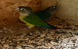 Conures birds for sale: Aviary bred baby conures, dna sexed - Image 8