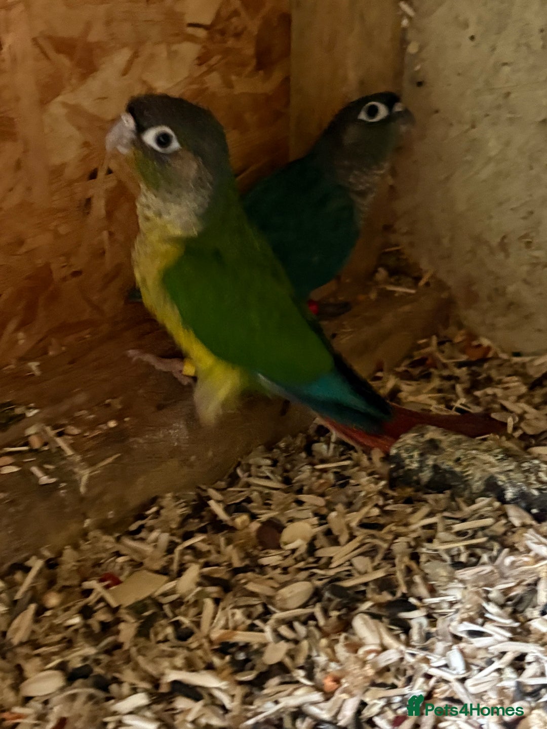Conures birds for sale: Aviary bred baby conures, dna sexed - Image 8
