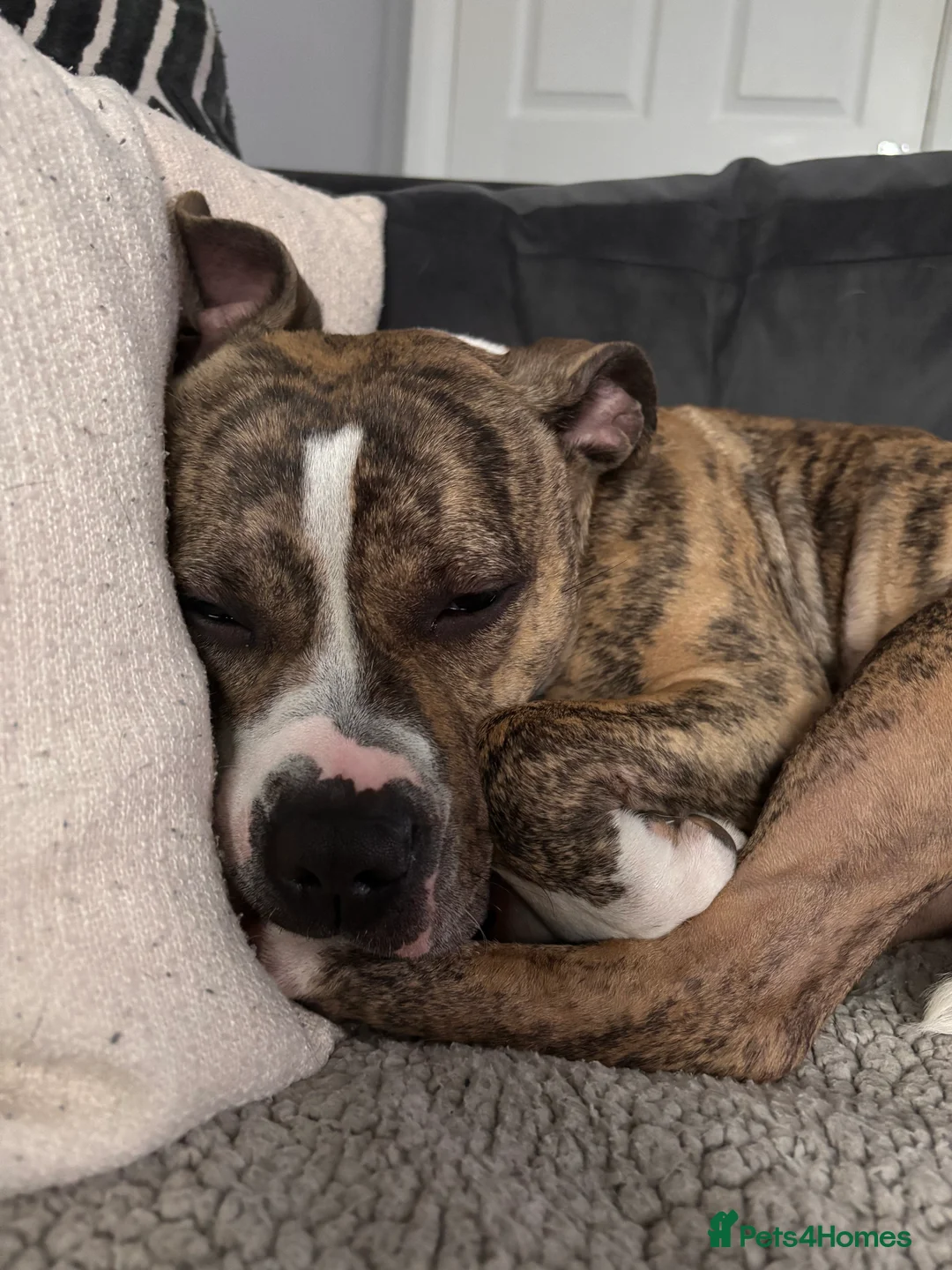 Staffordshire Bull Terrier dogs for sale: 2 Year Old Staffordshire Bull Terrier - Advert 1