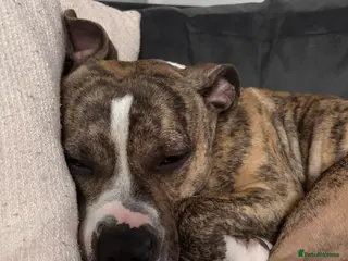 Staffordshire Bull Terrier dogs 2 Year Old Staffordshire Bull Terrier - Advert 3