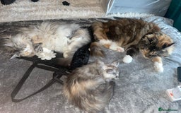 Maine Coon cats for sale: TICA registered Maine coon kittens  - Image 2