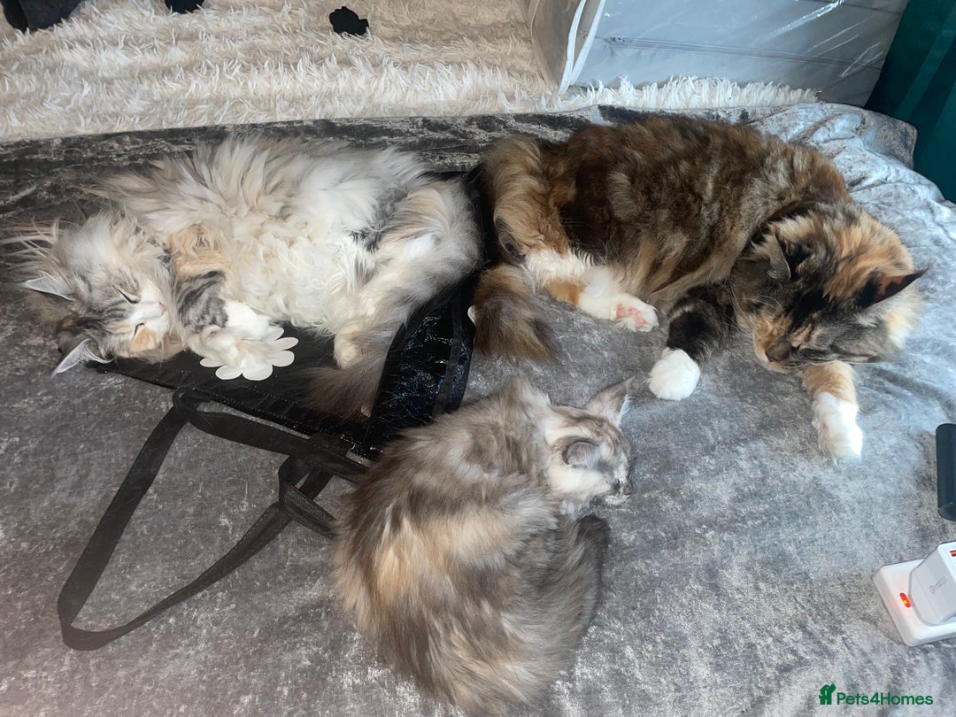 Maine Coon cats for sale: TICA registered Maine coon kittens  - Image 2