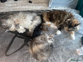 Maine Coon cats - Advert 5