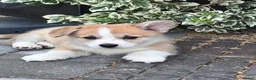 Welsh Corgi Pembroke dogs for sale: KC registered corgi puppy - Advert 12
