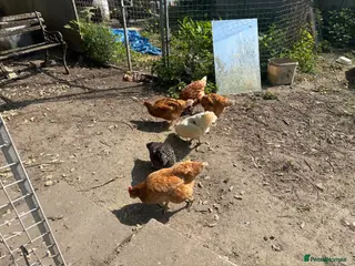 Chickens poultry Rhode Island Red - Advert 1