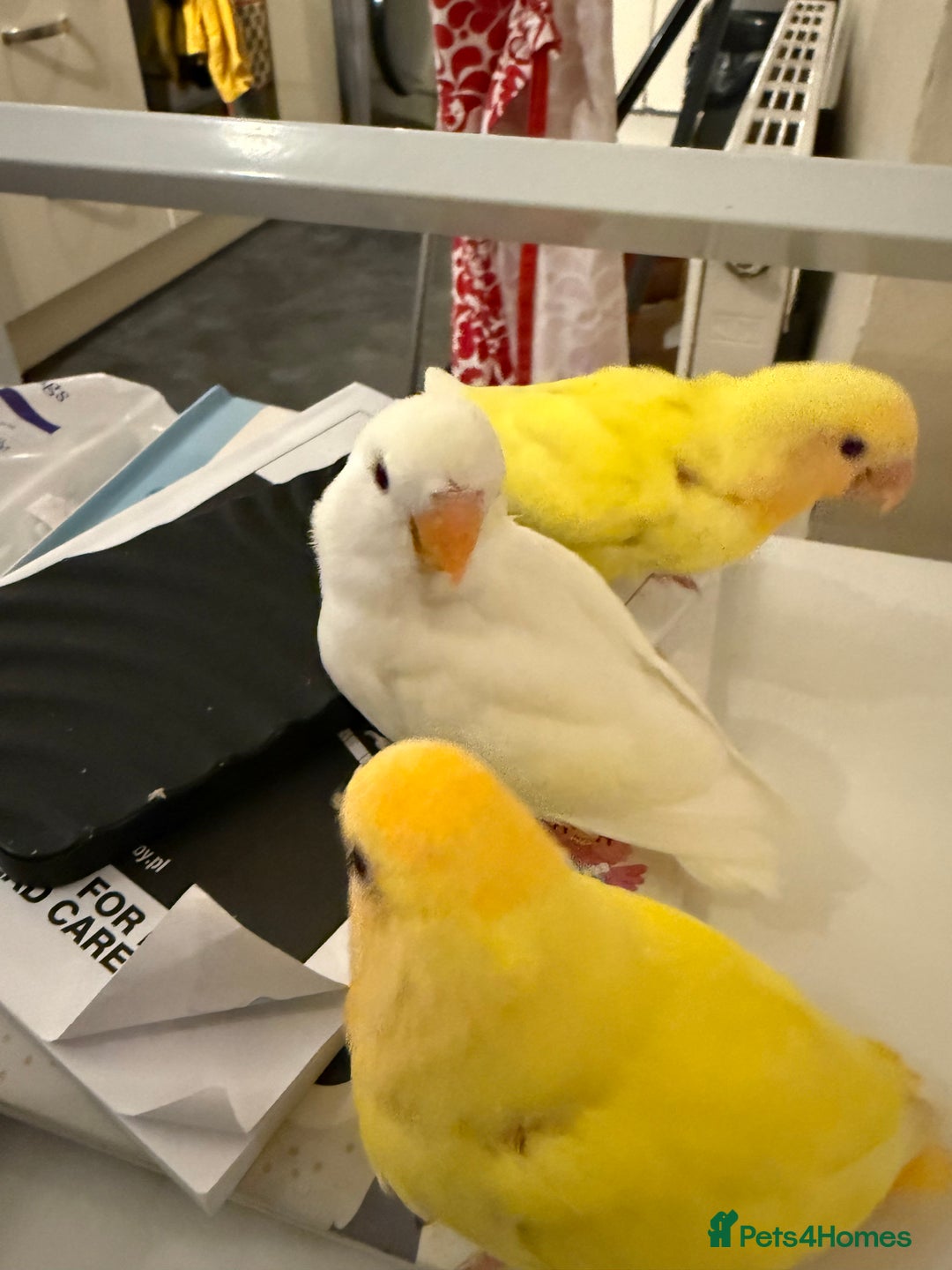 Lovebirds birds for sale: Hand-reared Lovebirds  - Advert 7